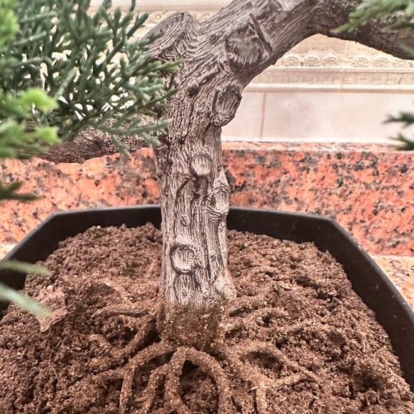 Artificial Elegant Bonsai Pine Tree Plastic Simulation Potted Plant Decorative - Picture 13 of 16